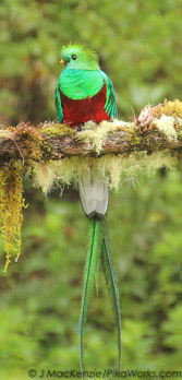 Resplendent Quetzal